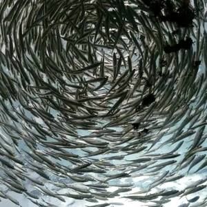 Meet your Posher, Not Quite Right.